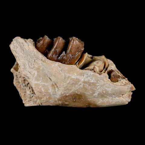 1" Leptomeryx Evansi Oligocene Age Fossil Deer Jaw Teeth Wyoming Display COA - Fossil Age Minerals