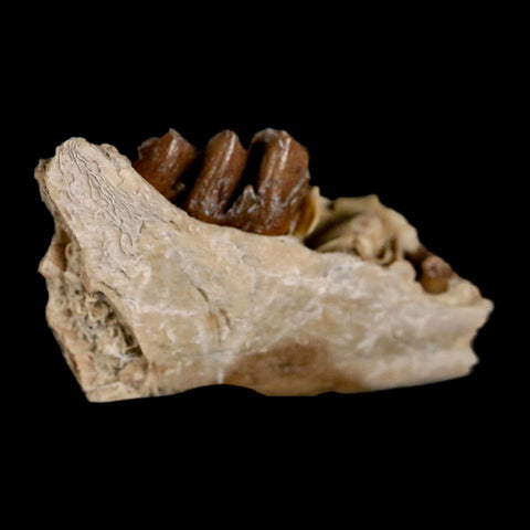 1" Leptomeryx Evansi Oligocene Age Fossil Deer Jaw Teeth Wyoming Display COA - Fossil Age Minerals