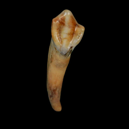 1.3" Extinct Cave Bear Ursus Spelaeus Incisor Tooth Rooted Pleistocene Age COA, Display