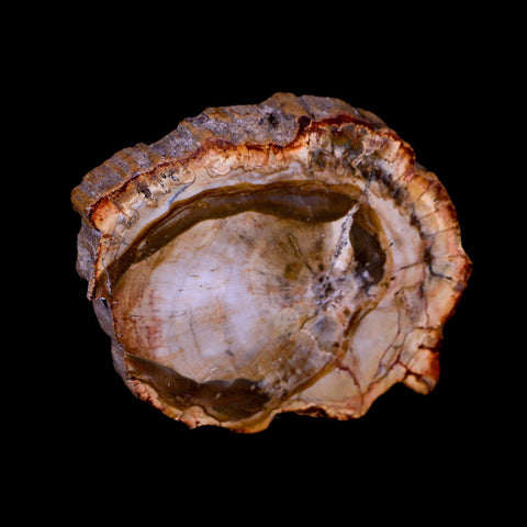 3" Fossilized Polished Petrified Wood Branch Madagascar 66-225 Million Yrs Old - Fossil Age Minerals