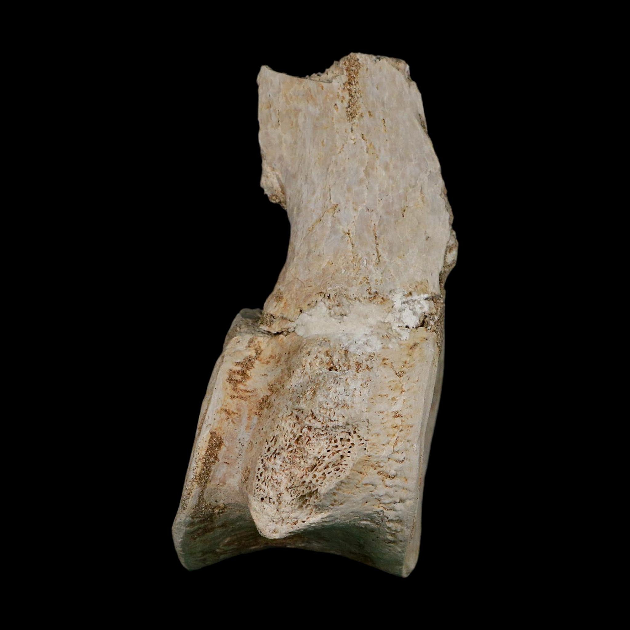 4.3" Plesiosaurus Fossil Vertebrae Cretaceous Dinosaur Era Morocco Zarafasaura COA