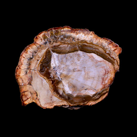 3" Fossilized Polished Petrified Wood Branch Madagascar 66-225 Million Yrs Old