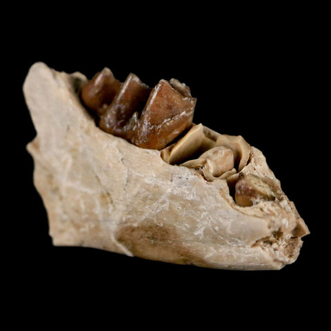 1" Leptomeryx Evansi Oligocene Age Fossil Deer Jaw Teeth Wyoming Display COA - Fossil Age Minerals