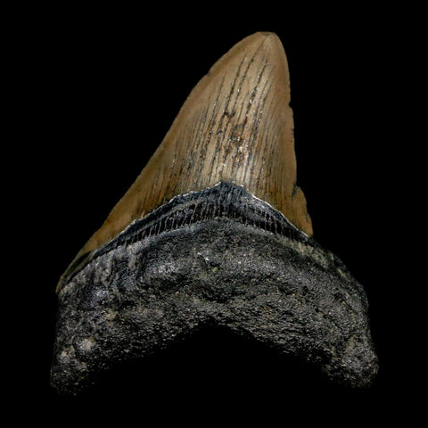 3.5" Quality Megalodon Shark Tooth Serrated Fossil Natural Miocene Age COA - Fossil Age Minerals