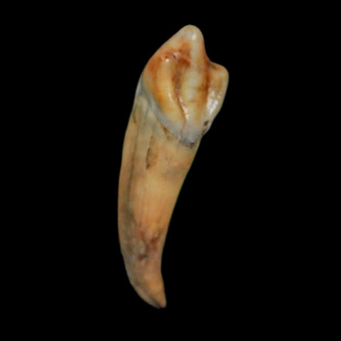 1.3" Extinct Cave Bear Ursus Spelaeus Incisor Tooth Rooted Pleistocene Age COA, Display - Fossil Age Minerals