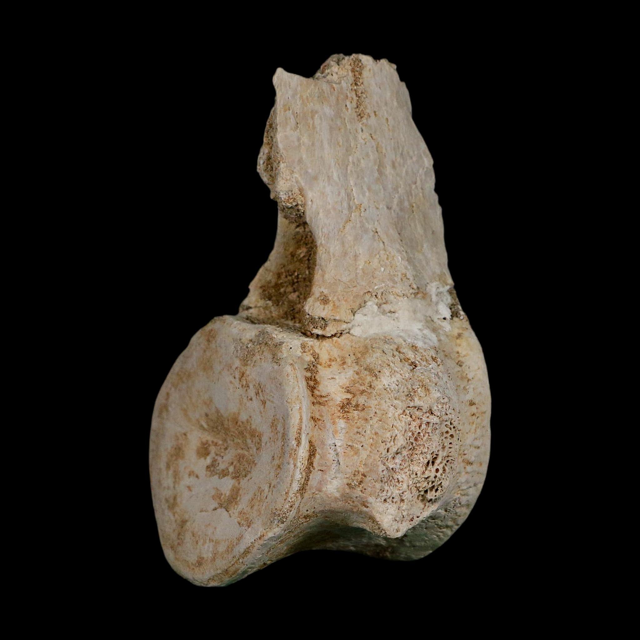 4.3" Plesiosaurus Fossil Vertebrae Cretaceous Dinosaur Era Morocco Zarafasaura COA