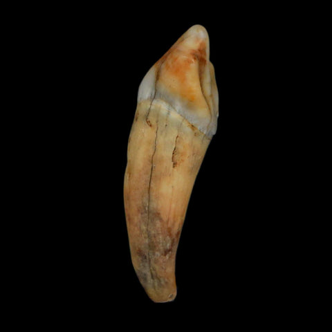 1.3" Extinct Cave Bear Ursus Spelaeus Incisor Tooth Rooted Pleistocene Age COA, Display - Fossil Age Minerals