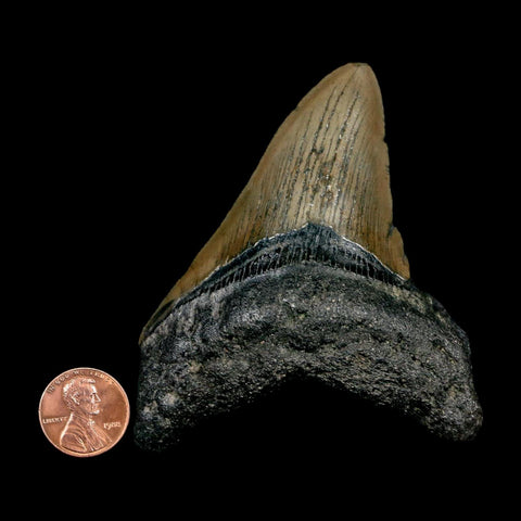 3.5" Quality Megalodon Shark Tooth Serrated Fossil Natural Miocene Age COA - Fossil Age Minerals