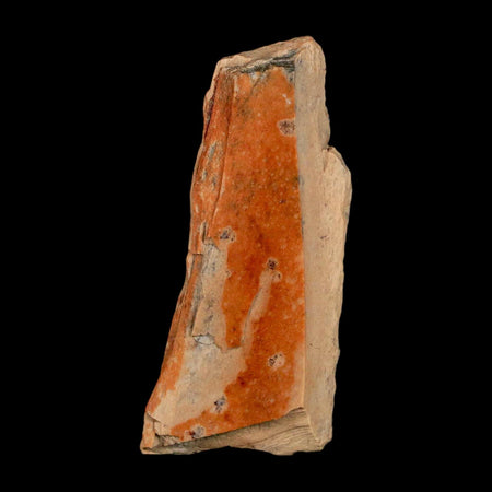 1.5" Raptor Theropod Fossil Bone Cretaceous Dinosaur Judith River FM MT COA Display