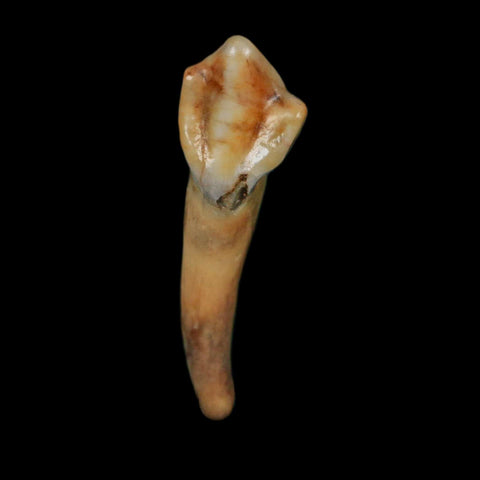 1.3" Extinct Cave Bear Ursus Spelaeus Incisor Tooth Rooted Pleistocene Age COA, Display - Fossil Age Minerals