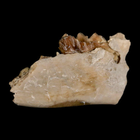 1" Leptomeryx Evansi Oligocene Age Fossil Deer Jaw Teeth Wyoming Display COA - Fossil Age Minerals