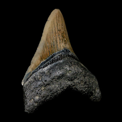 3.5" Quality Megalodon Shark Tooth Serrated Fossil Natural Miocene Age COA - Fossil Age Minerals