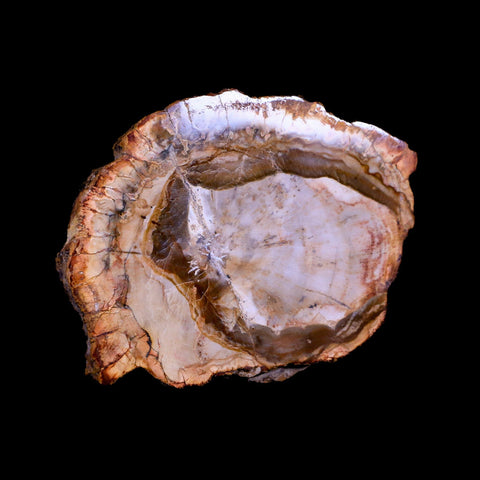3" Fossilized Polished Petrified Wood Branch Madagascar 66-225 Million Yrs Old - Fossil Age Minerals