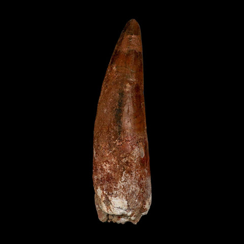 XL 3.9" Spinosaurus Fossil Tooth 100 Million Years Old Cretaceous Dinosaur COA - Fossil Age Minerals