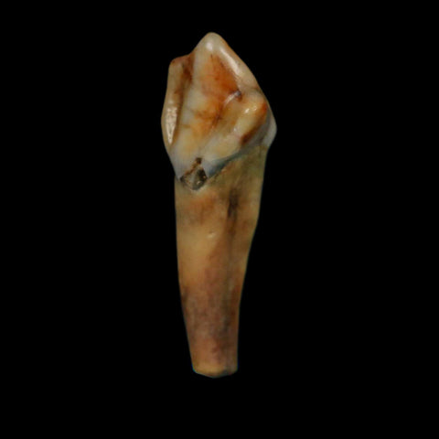 1.3" Extinct Cave Bear Ursus Spelaeus Incisor Tooth Rooted Pleistocene Age COA, Display - Fossil Age Minerals