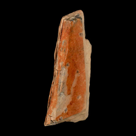 1.5" Raptor Theropod Fossil Bone Cretaceous Dinosaur Judith River FM MT COA Display - Fossil Age Minerals