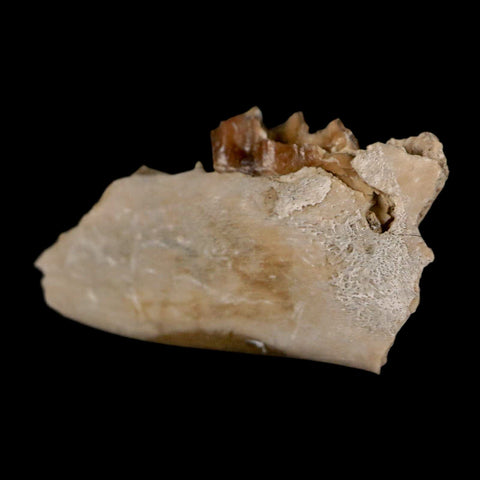 1" Leptomeryx Evansi Oligocene Age Fossil Deer Jaw Teeth Wyoming Display COA - Fossil Age Minerals