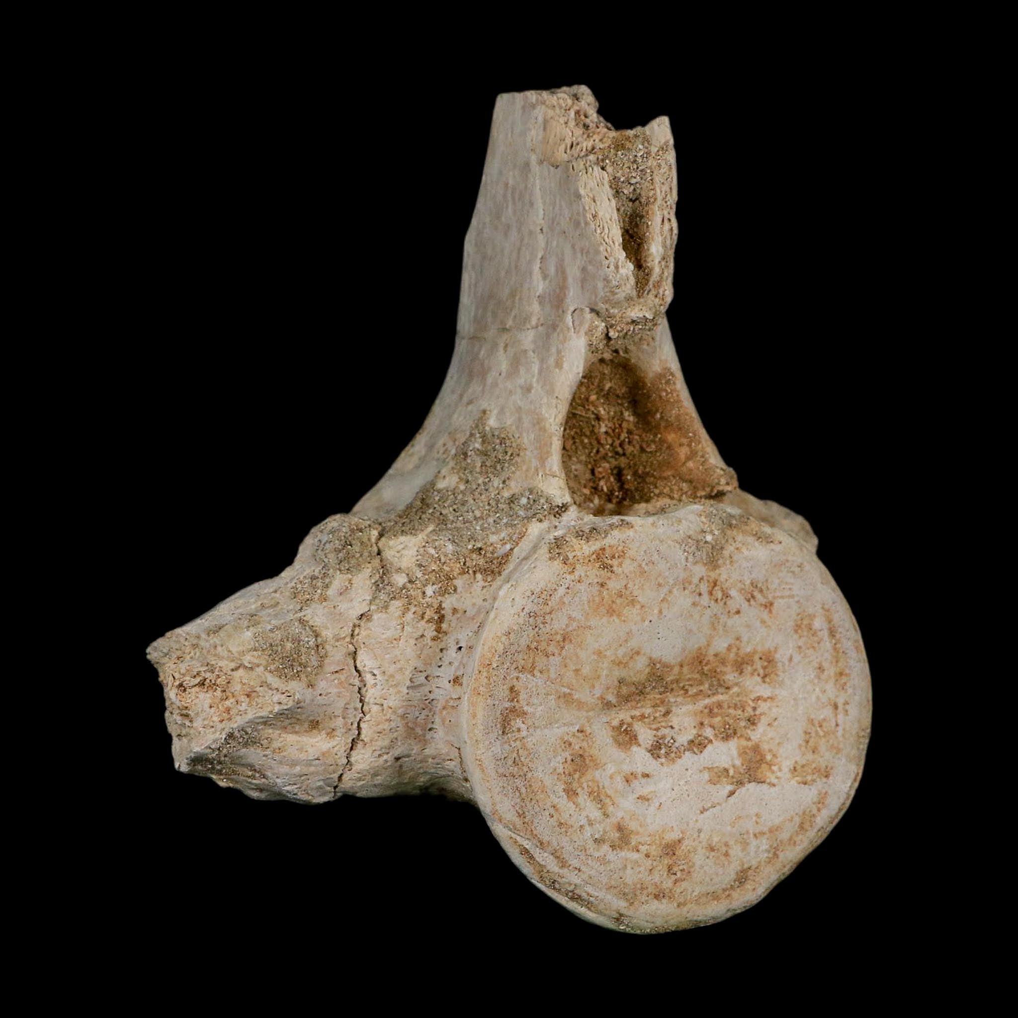 4.3" Plesiosaurus Fossil Vertebrae Cretaceous Dinosaur Era Morocco Zarafasaura COA