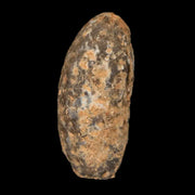 1.3" Fossil Pine Cone Equicalastrobus Replaced By Agate Eocene Age Seeds Fruit