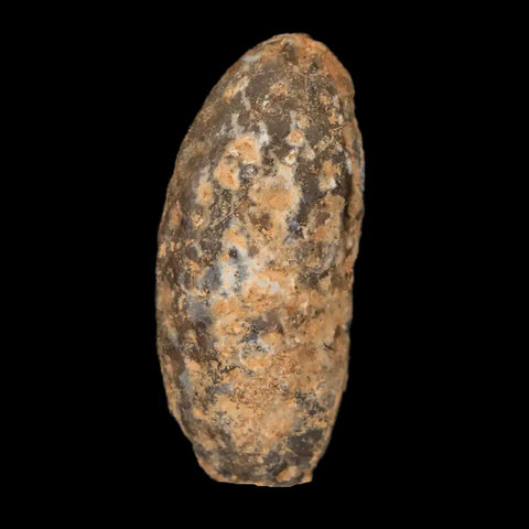 1.3" Fossil Pine Cone Equicalastrobus Replaced By Agate Eocene Age Seeds Fruit - Fossil Age Minerals