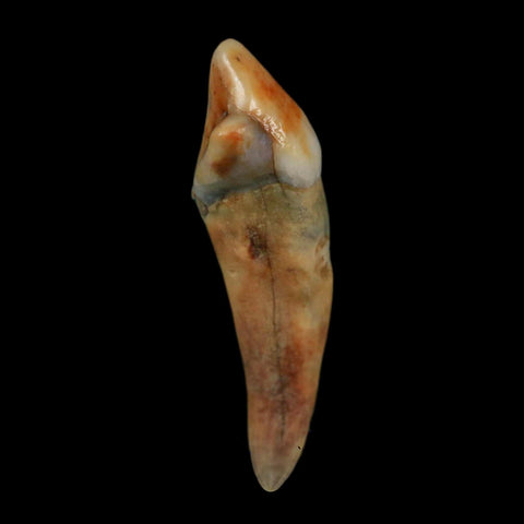 1.3" Extinct Cave Bear Ursus Spelaeus Incisor Tooth Rooted Pleistocene Age COA, Display - Fossil Age Minerals