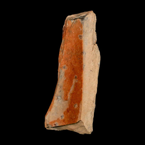 1.5" Raptor Theropod Fossil Bone Cretaceous Dinosaur Judith River FM MT COA Display - Fossil Age Minerals