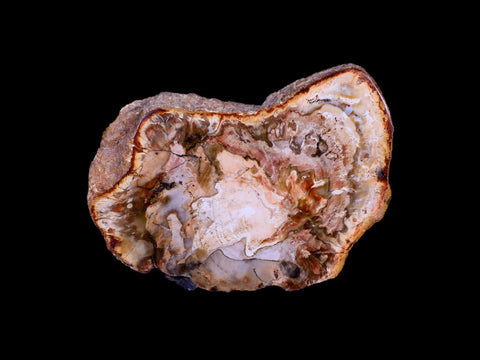 2.9" Fossilized Polished Petrified Wood Branch Madagascar 66-225 Million Yrs Old - Fossil Age Minerals