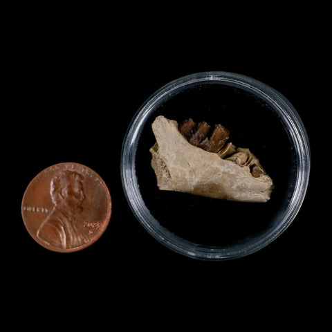 1" Leptomeryx Evansi Oligocene Age Fossil Deer Jaw Teeth Wyoming Display COA - Fossil Age Minerals
