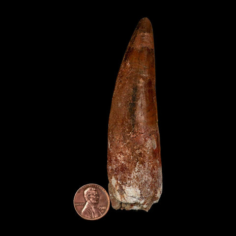XL 3.9" Spinosaurus Fossil Tooth 100 Million Years Old Cretaceous Dinosaur COA - Fossil Age Minerals