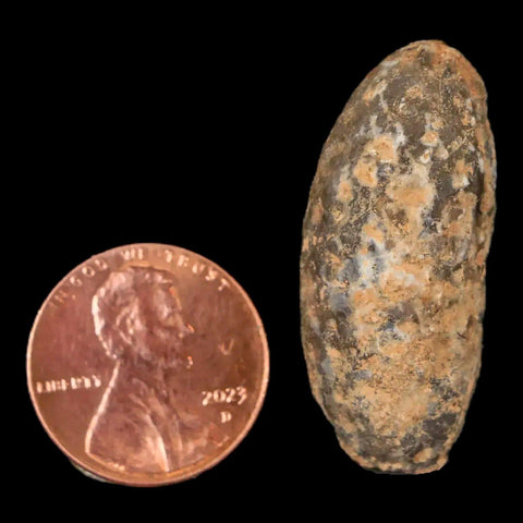 1.3" Fossil Pine Cone Equicalastrobus Replaced By Agate Eocene Age Seeds Fruit - Fossil Age Minerals