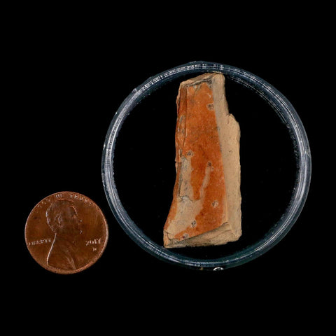 1.5" Raptor Theropod Fossil Bone Cretaceous Dinosaur Judith River FM MT COA Display - Fossil Age Minerals