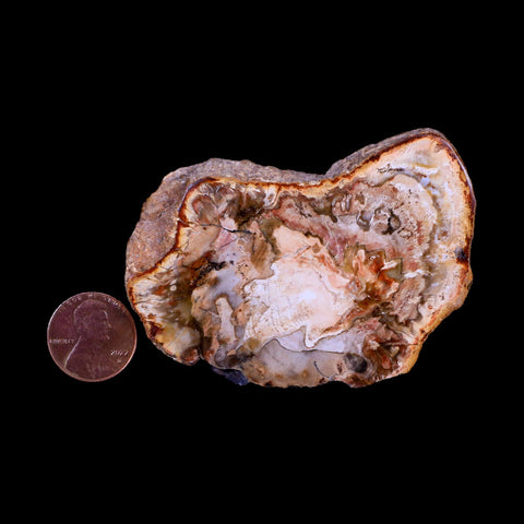 2.9" Fossilized Polished Petrified Wood Branch Madagascar 66-225 Million Yrs Old - Fossil Age Minerals
