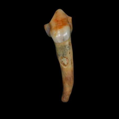 1.3" Extinct Cave Bear Ursus Spelaeus Incisor Tooth Rooted Pleistocene Age COA, Display - Fossil Age Minerals