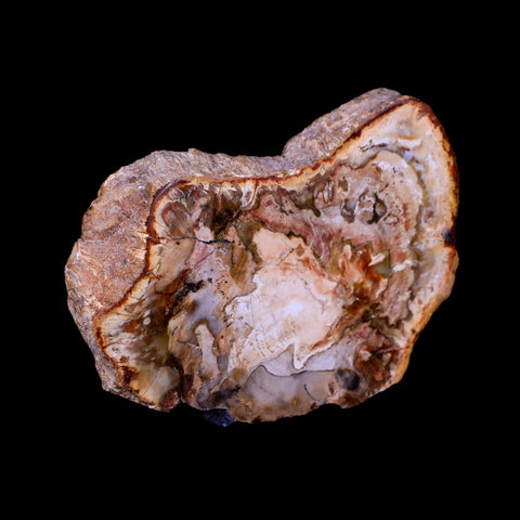 2.9" Fossilized Polished Petrified Wood Branch Madagascar 66-225 Million Yrs Old - Fossil Age Minerals