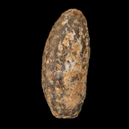 1.3" Fossil Pine Cone Equicalastrobus Replaced By Agate Eocene Age Seeds Fruit