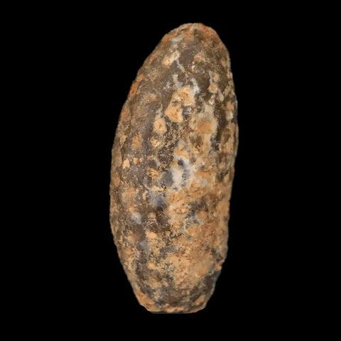 1.3" Fossil Pine Cone Equicalastrobus Replaced By Agate Eocene Age Seeds Fruit - Fossil Age Minerals