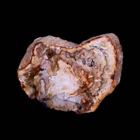2.9" Fossilized Polished Petrified Wood Branch Madagascar 66-225 Million Yrs Old - Fossil Age Minerals