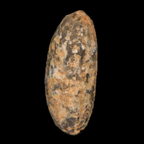 1.3" Fossil Pine Cone Equicalastrobus Replaced By Agate Eocene Age Seeds Fruit - Fossil Age Minerals