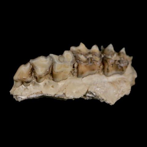 0.9" Leptomeryx Evansi Oligocene Age Fossil Deer Jaw Teeth Wyoming Display COA - Fossil Age Minerals