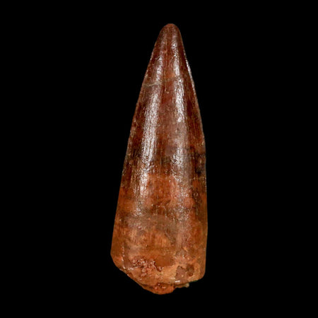 1.4" Spinosaurus Fossil Tooth 100 Million Years Old Cretaceous Dinosaur COA Stand