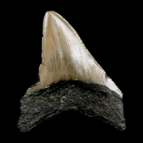 3.5" Quality Megalodon Shark Tooth Serrated Fossil Natural Miocene Age COA - Fossil Age Minerals