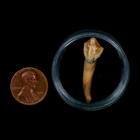 1.3" Extinct Cave Bear Ursus Spelaeus Incisor Tooth Rooted Pleistocene Age COA, Display - Fossil Age Minerals