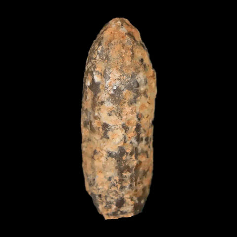 1.3" Fossil Pine Cone Equicalastrobus Replaced By Agate Eocene Age Seeds Fruit - Fossil Age Minerals