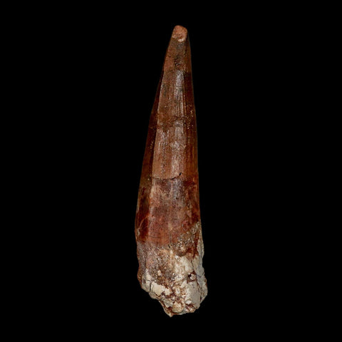 XL 3.9" Spinosaurus Fossil Tooth 100 Million Years Old Cretaceous Dinosaur COA - Fossil Age Minerals