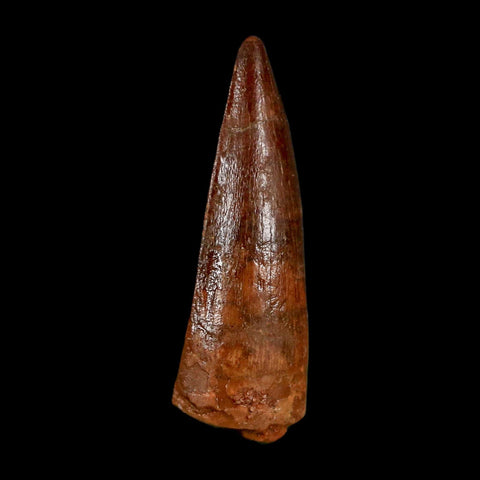 1.4" Spinosaurus Fossil Tooth 100 Million Years Old Cretaceous Dinosaur COA Stand
