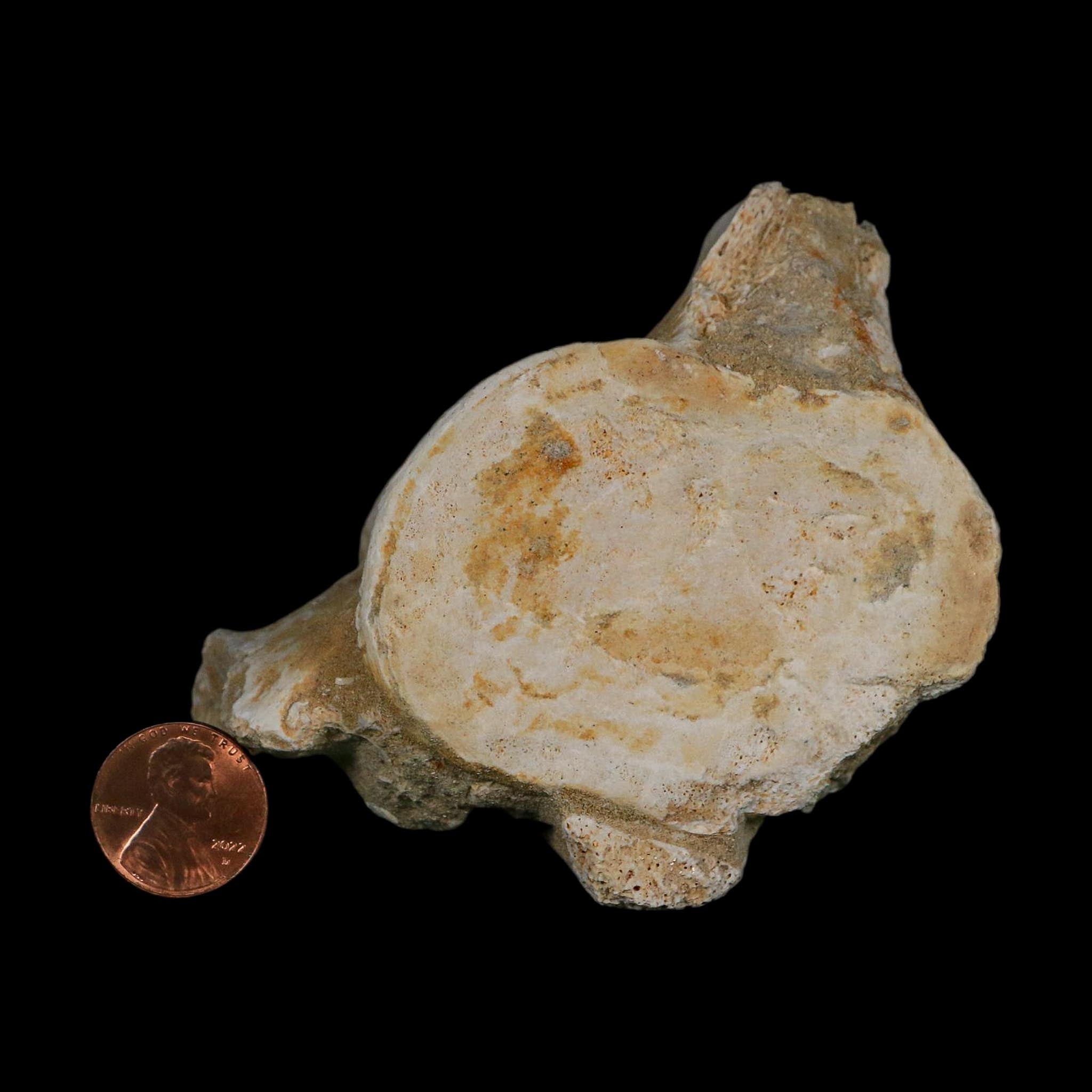 3.8" Plesiosaurus Fossil Vertebrae Cretaceous Dinosaur Era Morocco Zarafasaura COA