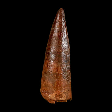 1.4" Spinosaurus Fossil Tooth 100 Million Years Old Cretaceous Dinosaur COA Stand