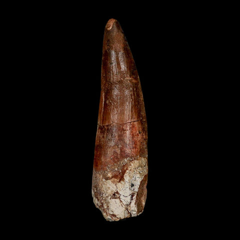 XL 3.9" Spinosaurus Fossil Tooth 100 Million Years Old Cretaceous Dinosaur COA - Fossil Age Minerals