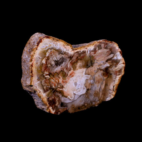 2.9" Fossilized Polished Petrified Wood Branch Madagascar 66-225 Million Yrs Old - Fossil Age Minerals