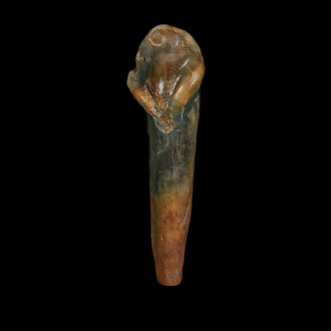 1.3" Extinct Cave Bear Ursus Spelaeus Incisor Tooth Rooted Pleistocene Age COA, Stand - Fossil Age Minerals